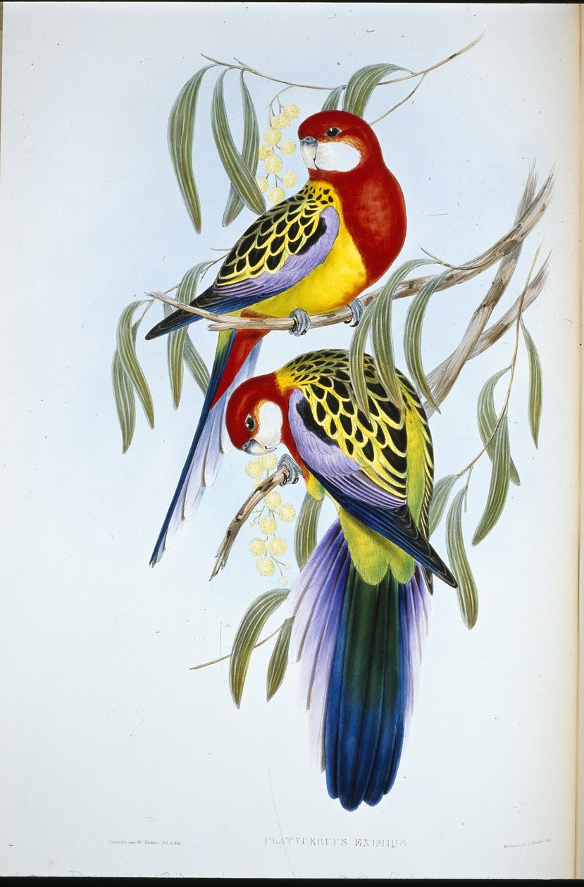 Perruche à bec rose - John (after) Gould