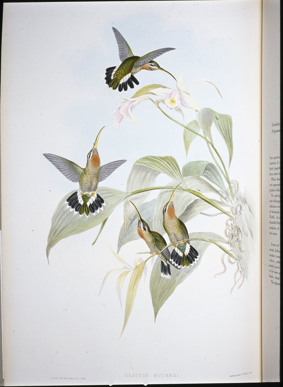 Ermite de Rucker (Glaucis Ruckeri) - John (after) Gould