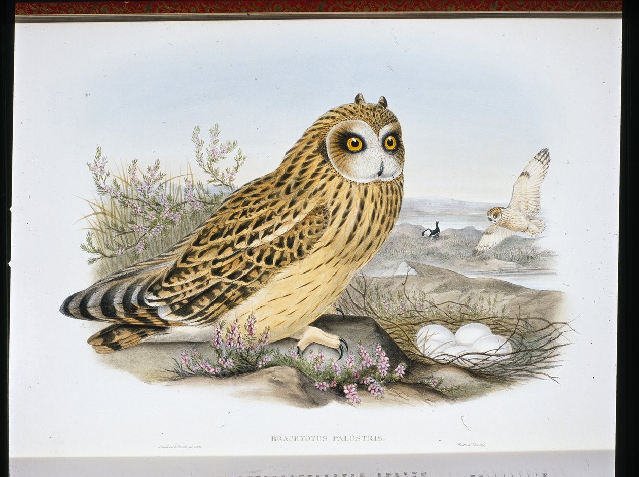 Hibou des marais (Brachyotus Palustris) - John (after) Gould