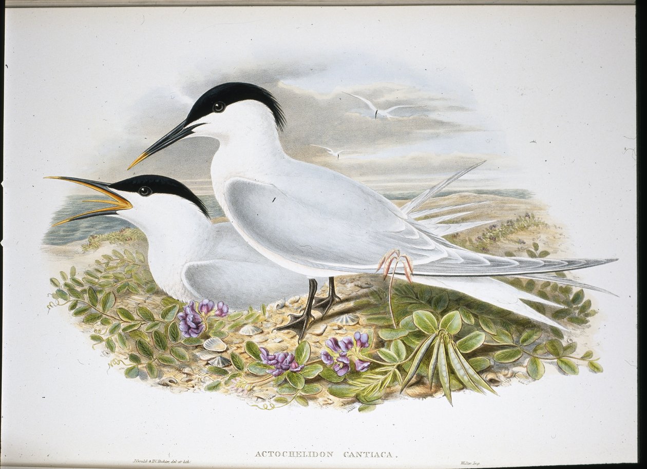 Sterne caugek (Actochel Cantiaca) - John (after) Gould