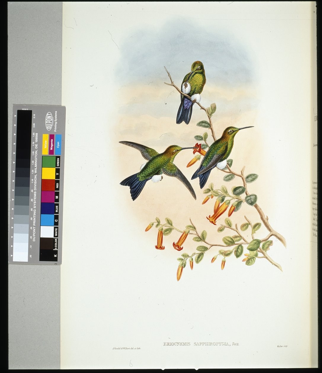 Puff-leg à ventre saphir (eriocnemis sapphiropygia) - John (after) Gould