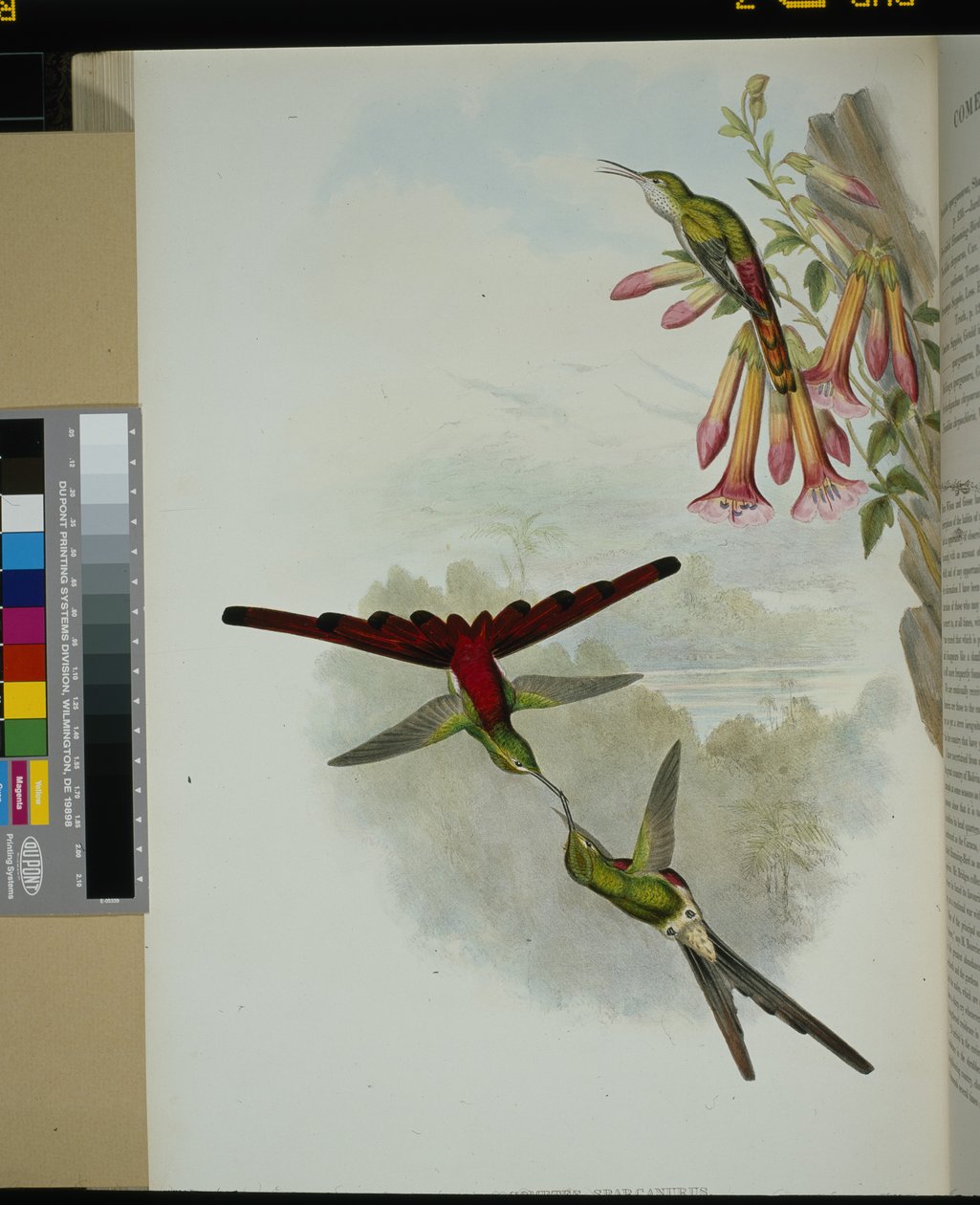 Comète de Sappho - John (after) Gould