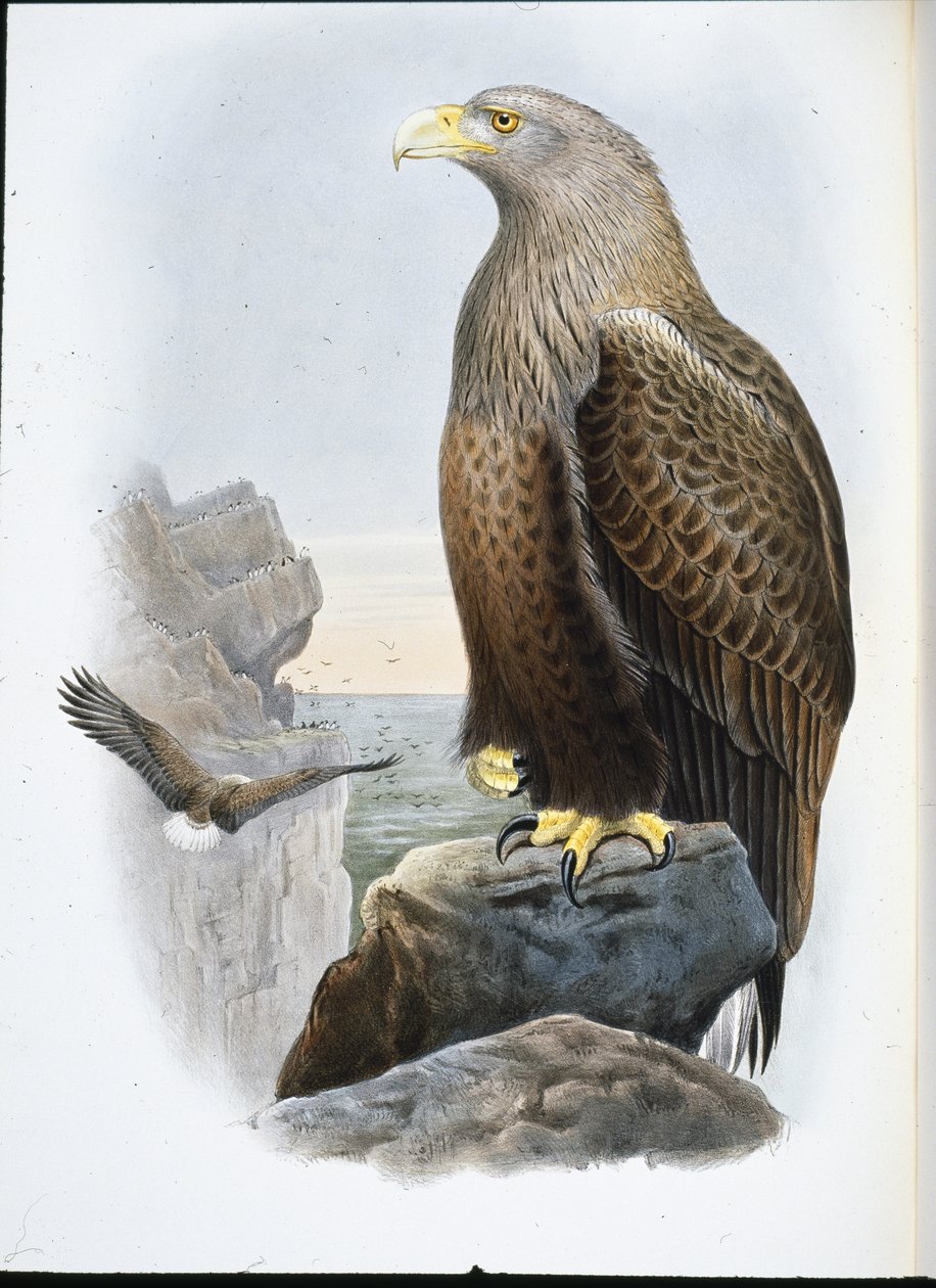 Pygargue à queue blanche (Haliaetus Albicilla) - John (after) Gould