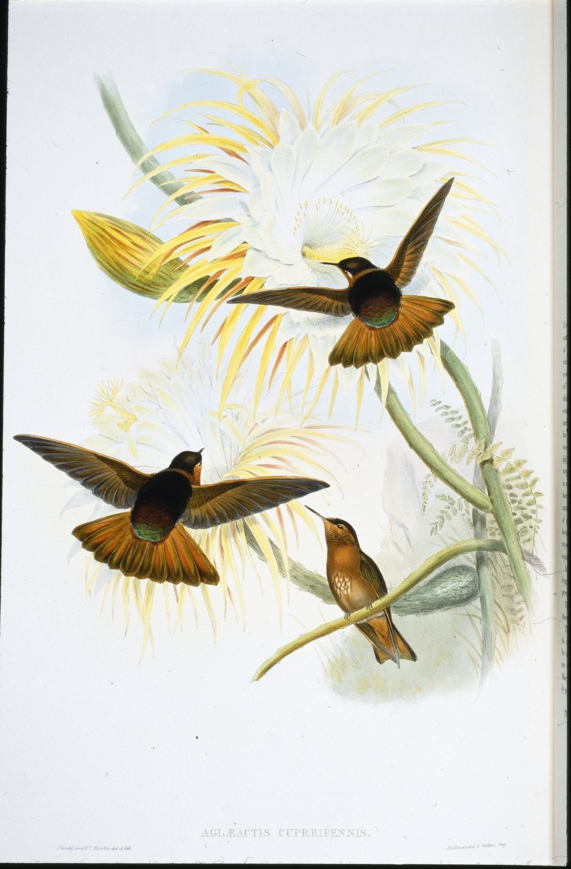 Rayon de soleil brillant - John (after) Gould