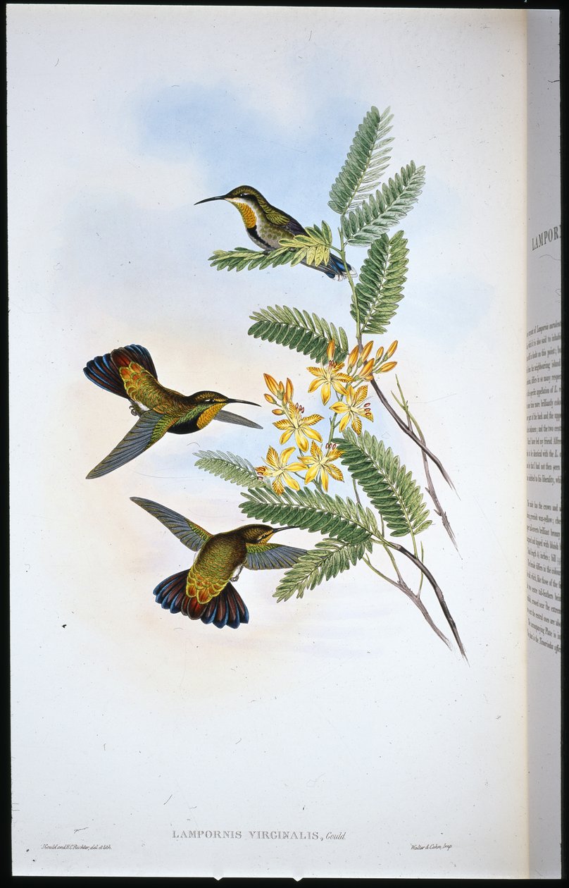 Sabre-ailes sombre - John (after) Gould