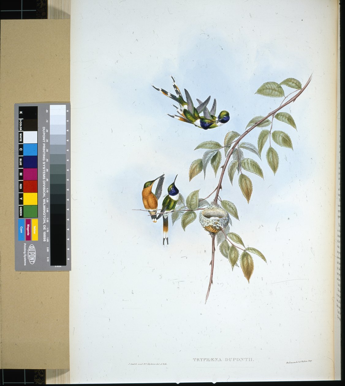 Queue étincelante - John (after) Gould