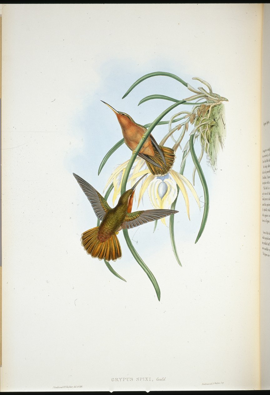 Scie-bec de Spix - John (after) Gould