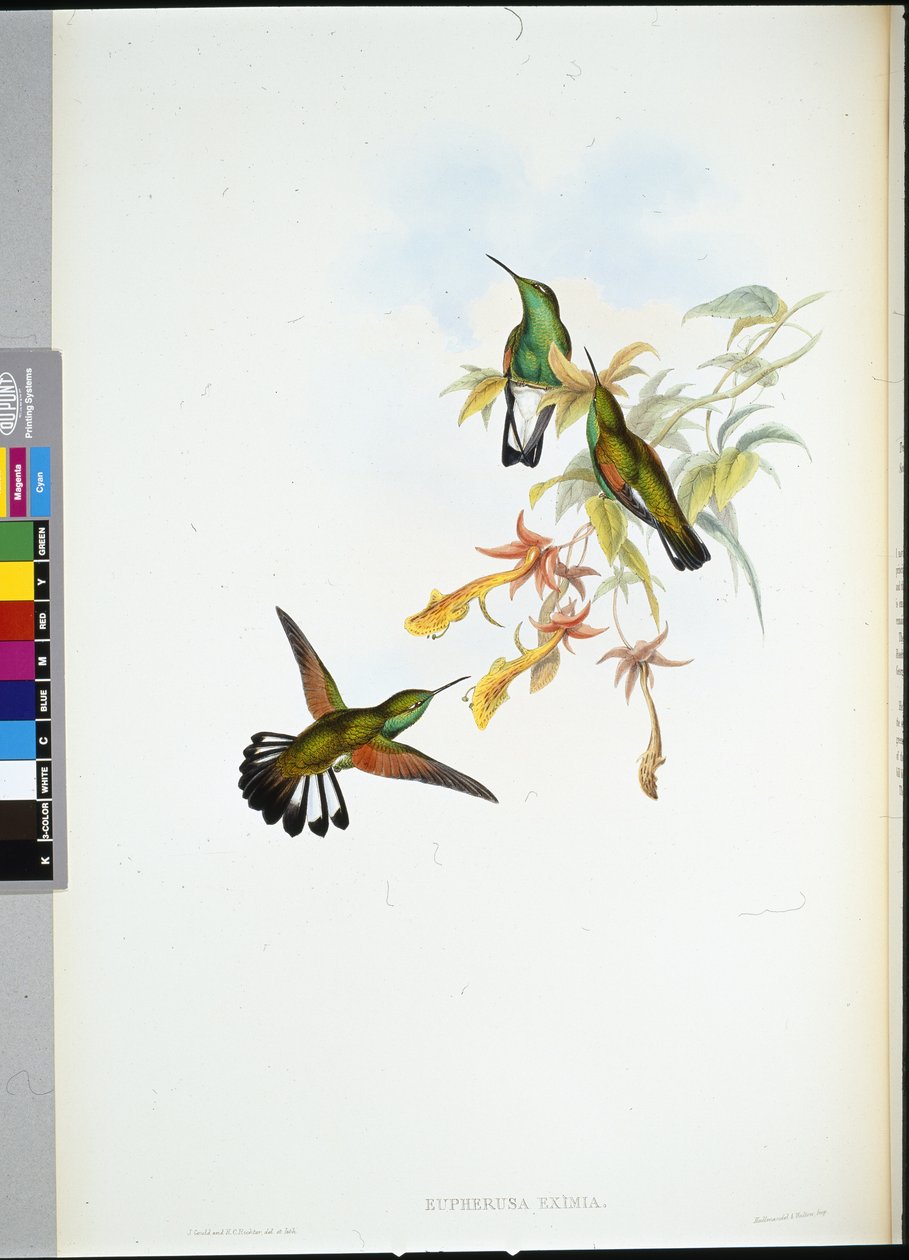 Colibri à queue rayée - John (after) Gould