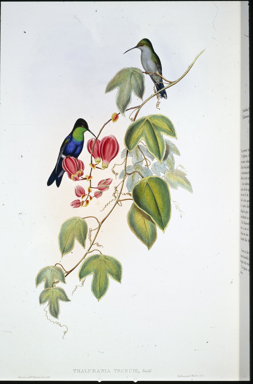 Panoplites de Tschudi - John (after) Gould