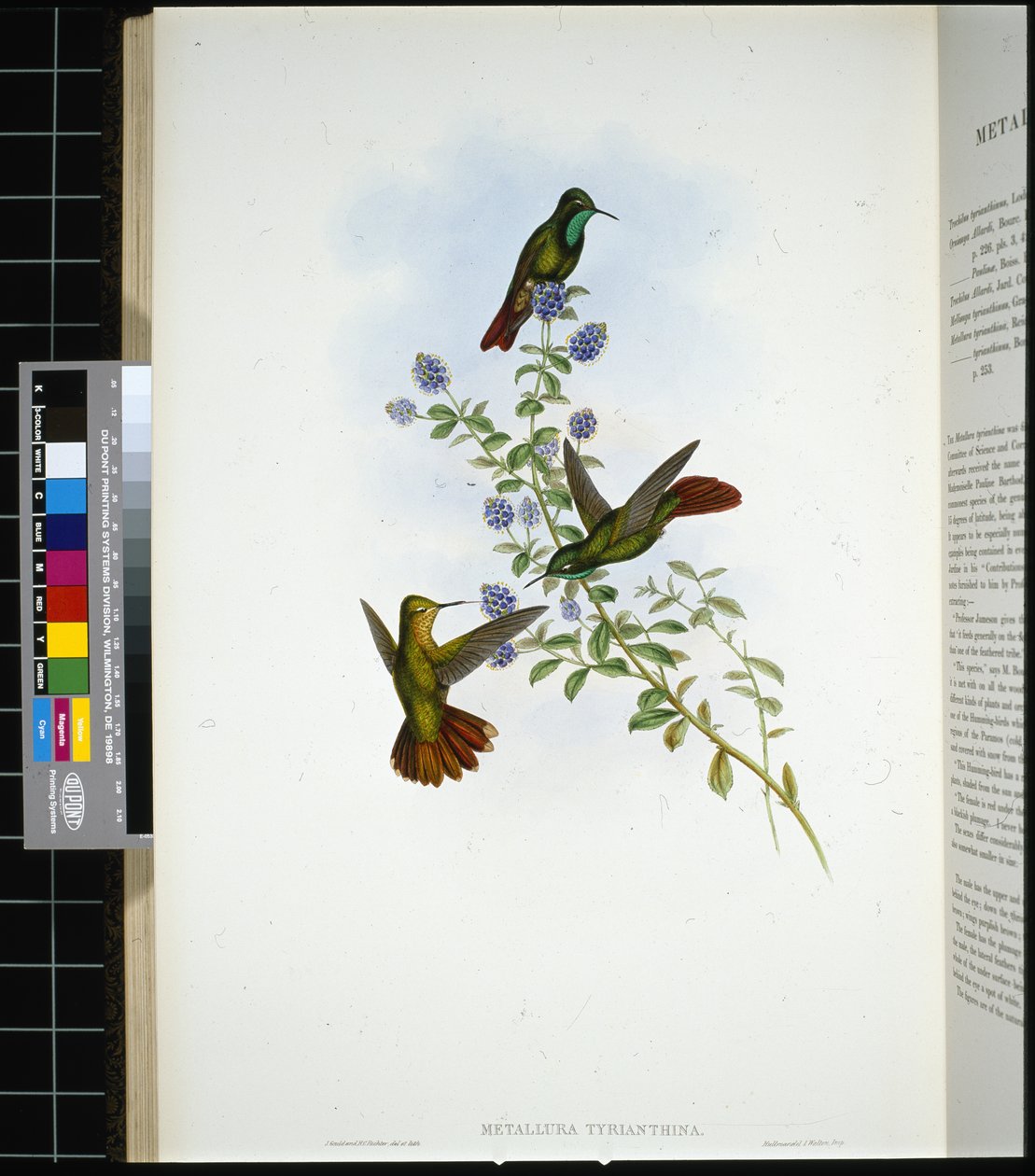 Queue de Tyrien (metallura Tyrianthina) - John (after) Gould