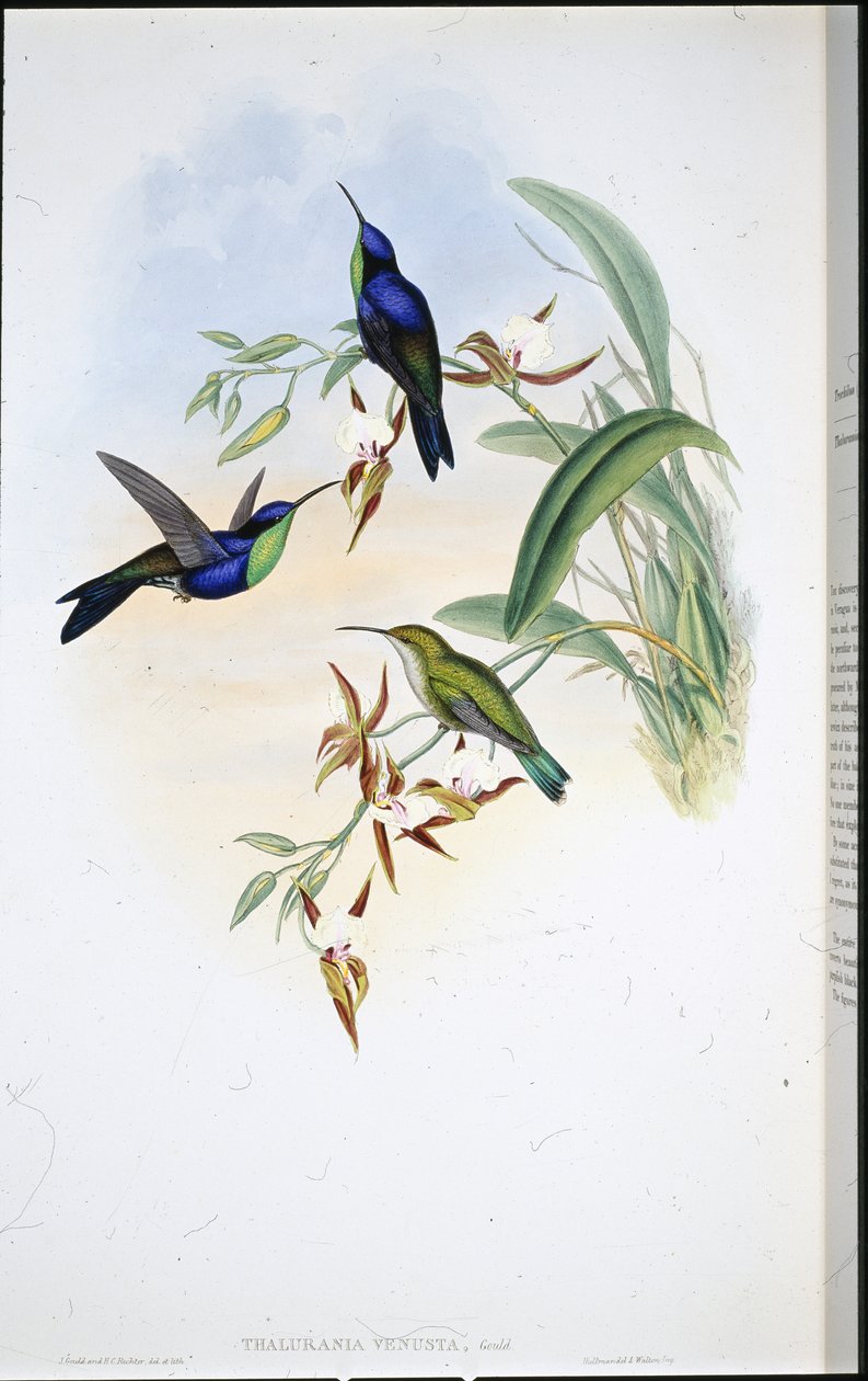 Panoplites de Veragua (Thalurania Venusta) - John (after) Gould