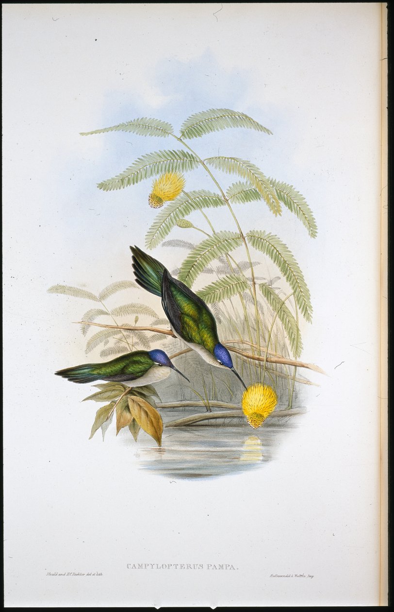 Sabre-ailé à queue en coin - John (after) Gould