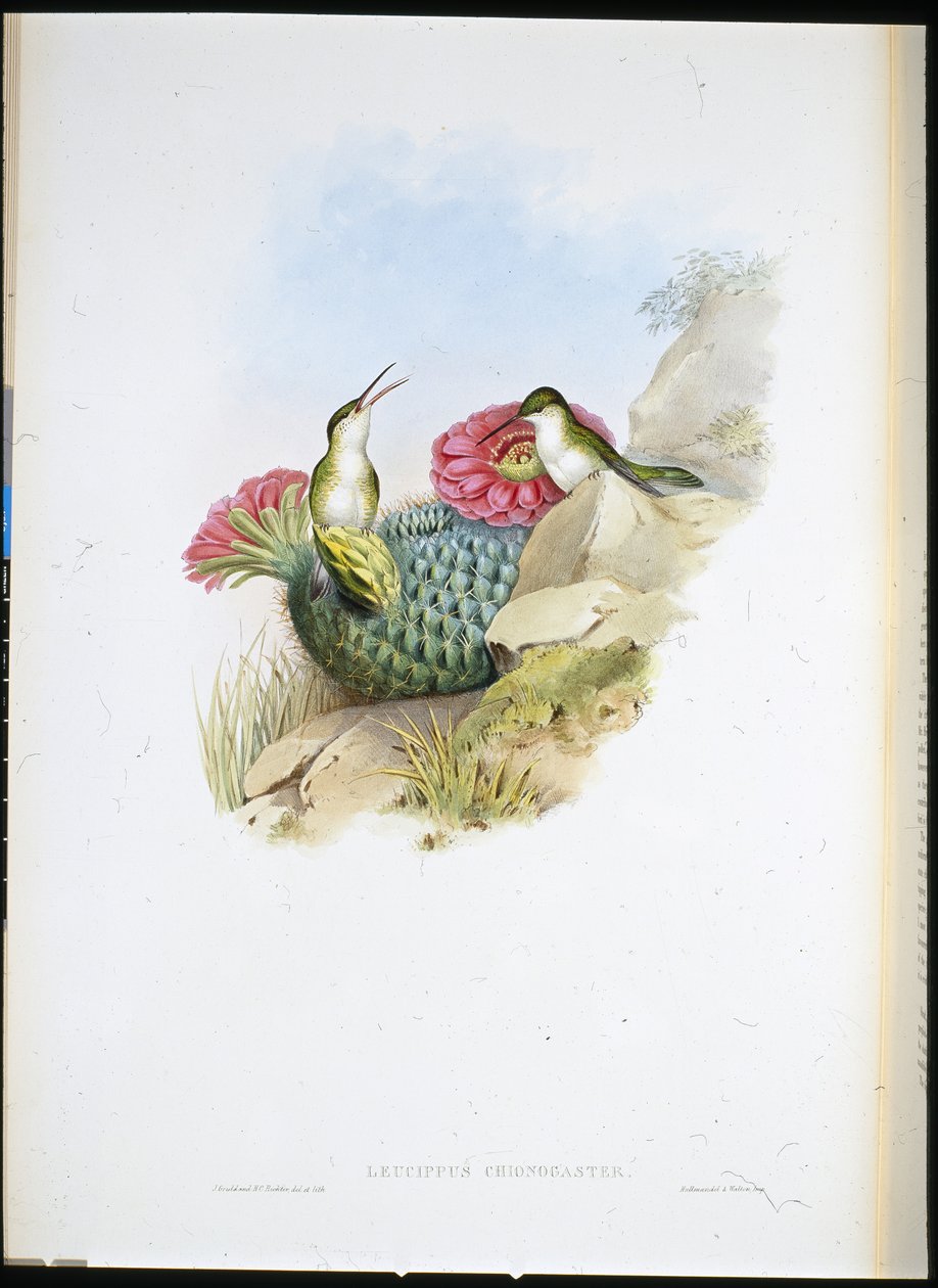 Leucippe à poitrine blanche (leucippus chionogaster) - John (after) Gould