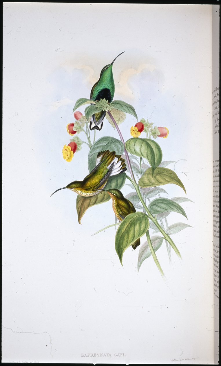 Velours à poitrine blanche - John (after) Gould