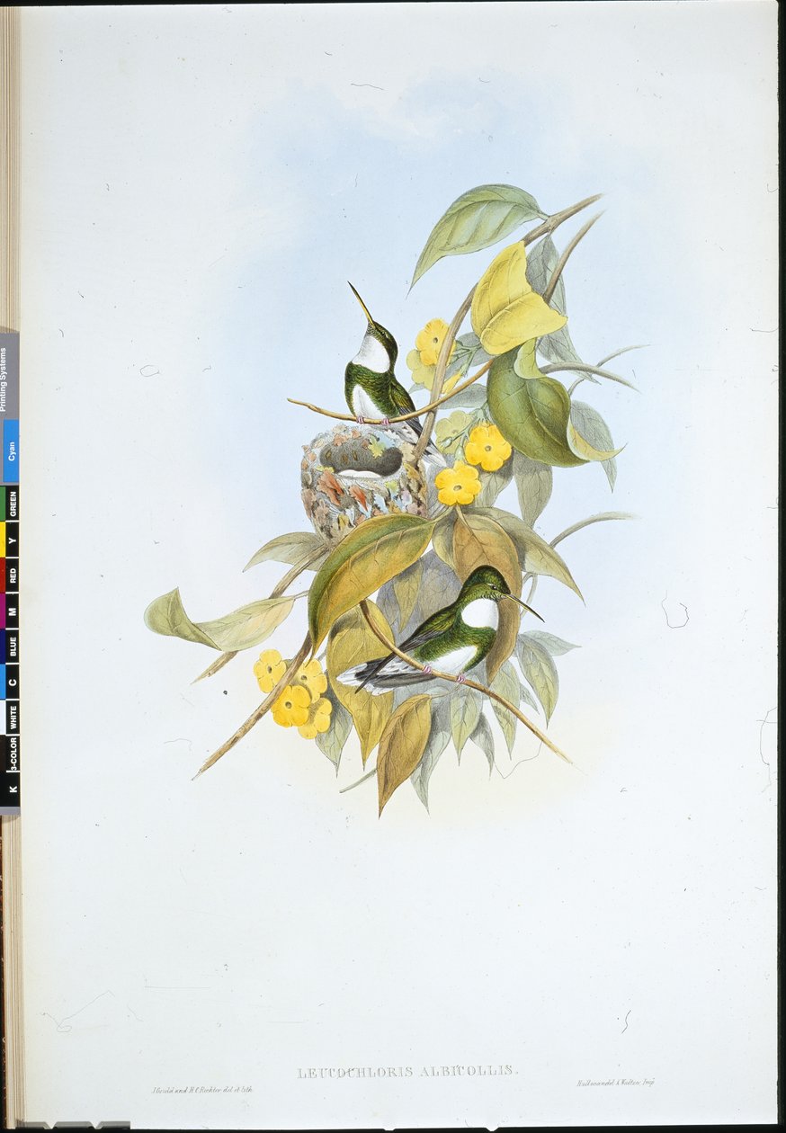 Gorge blanche - John (after) Gould