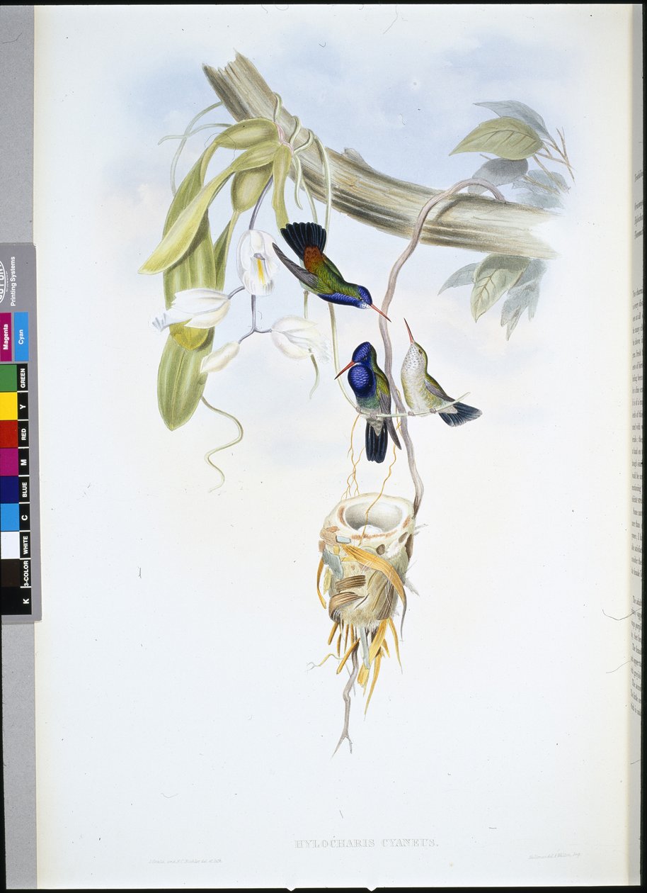 Saphir à gorge blanche - John (after) Gould