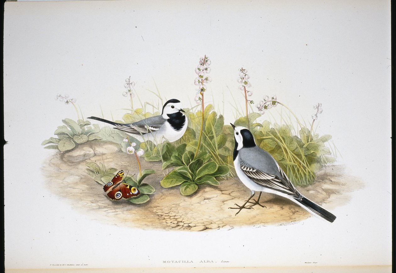 Bergeronnette grise (Motacilla Alba) - John (after) Gould