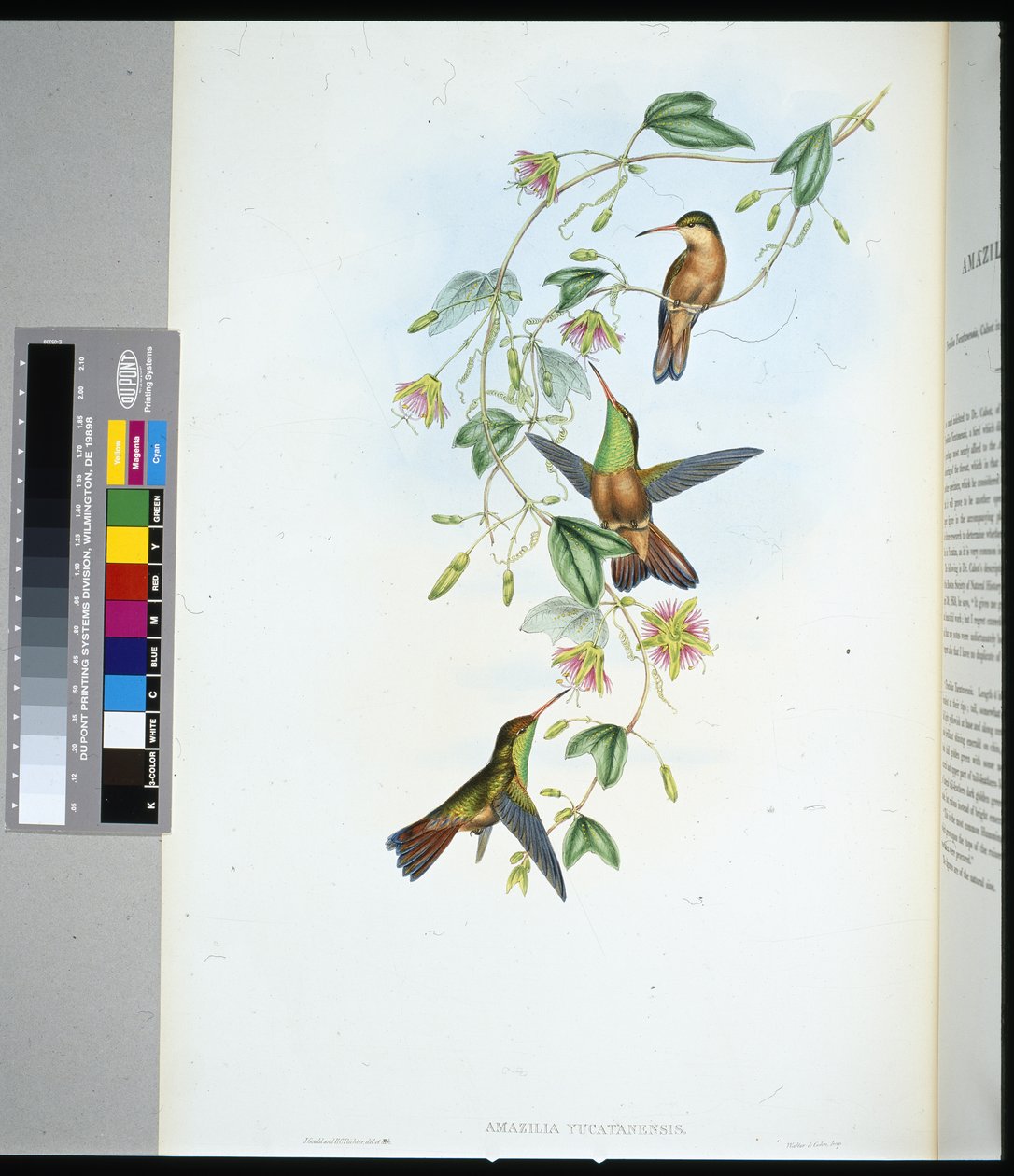 Amazili du Yucatan (amazilia yucatanensis) - John (after) Gould