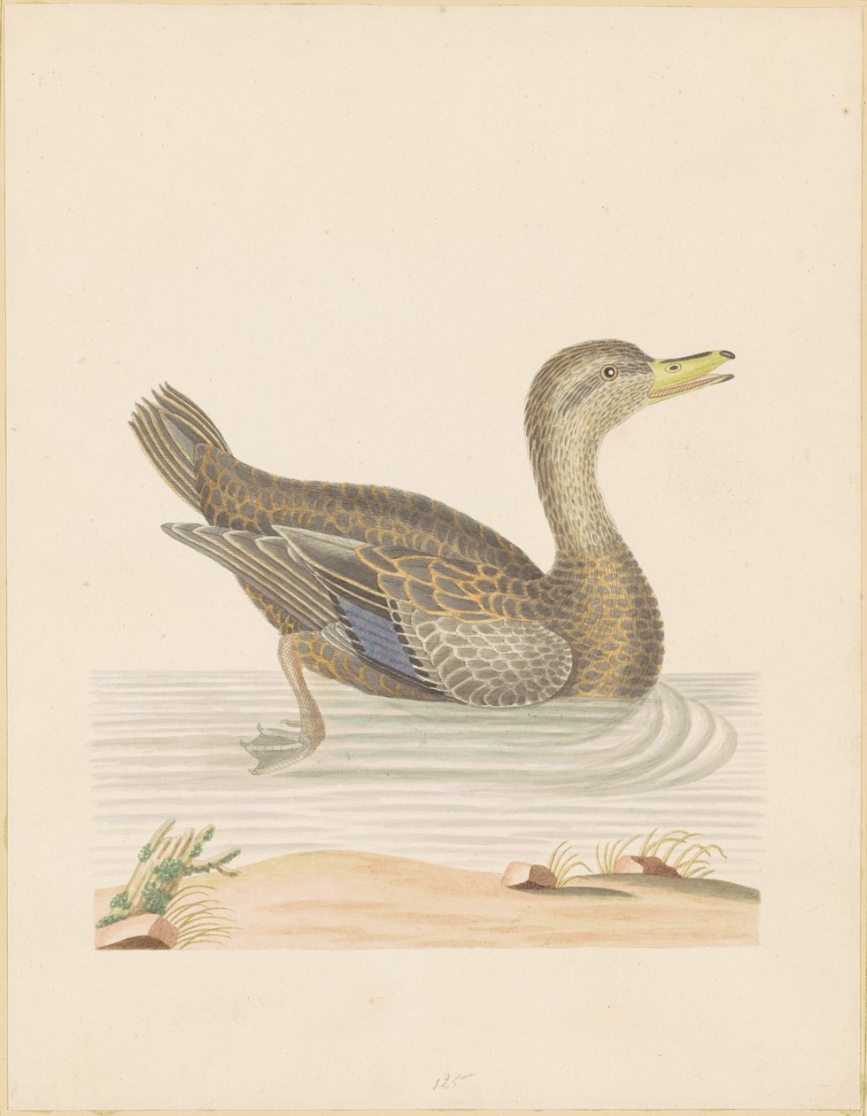 Canard rouennais - John Abbot