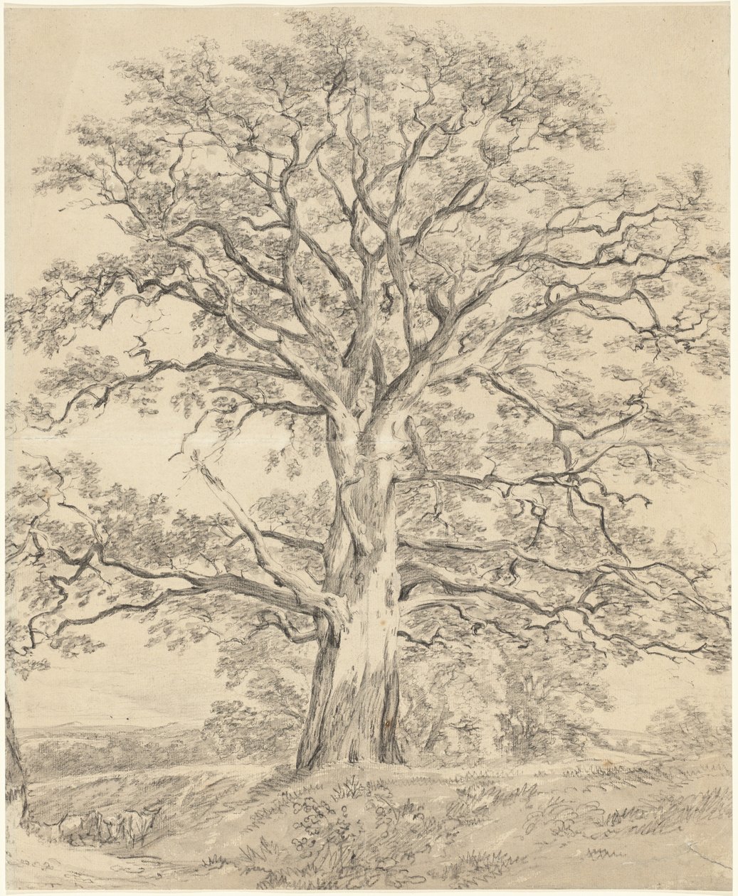 Un grand chêne - John Constable