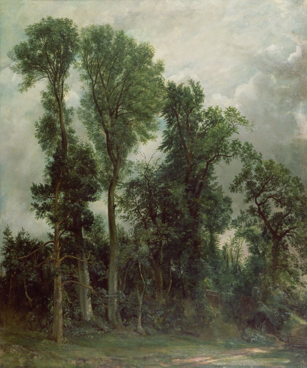 Arbres à Hampstead - John Constable