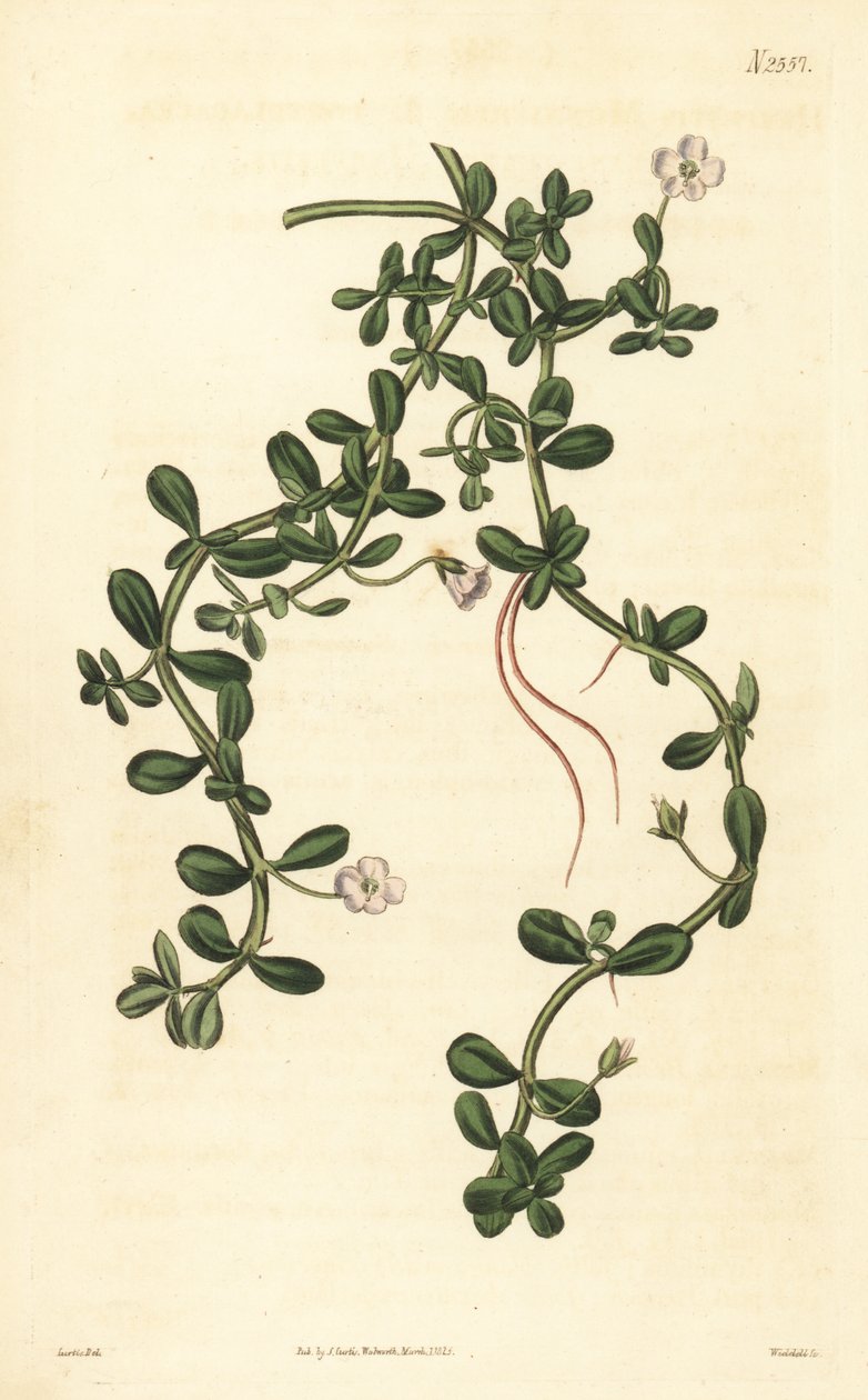 Brahmi ou hysope d