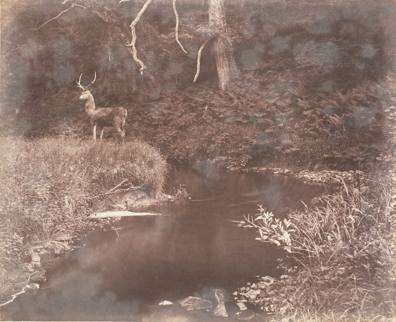 Le Lewitha, 1853-1856 - John Dillwyn Llewelyn