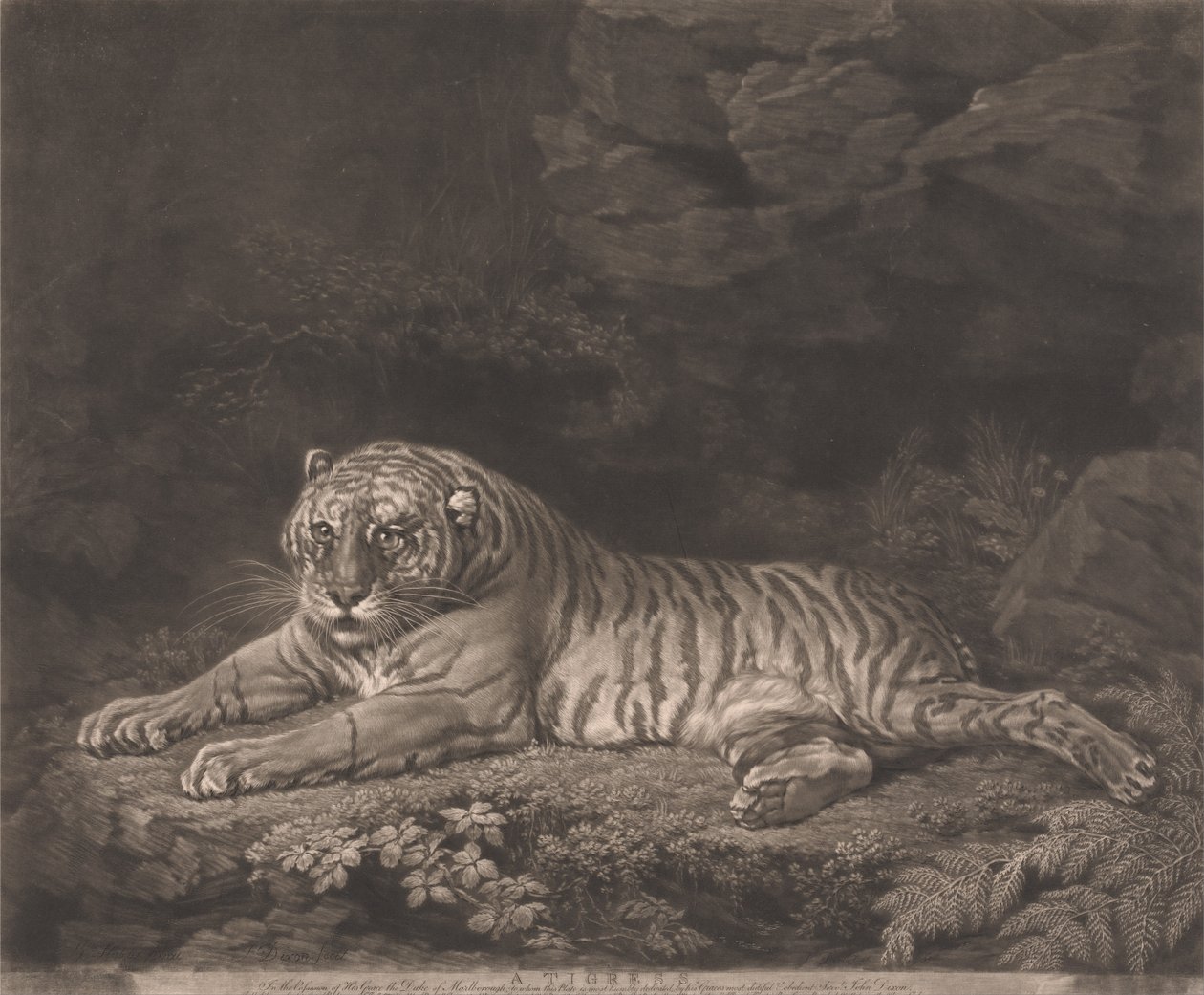 Une tigresse - John Dixon