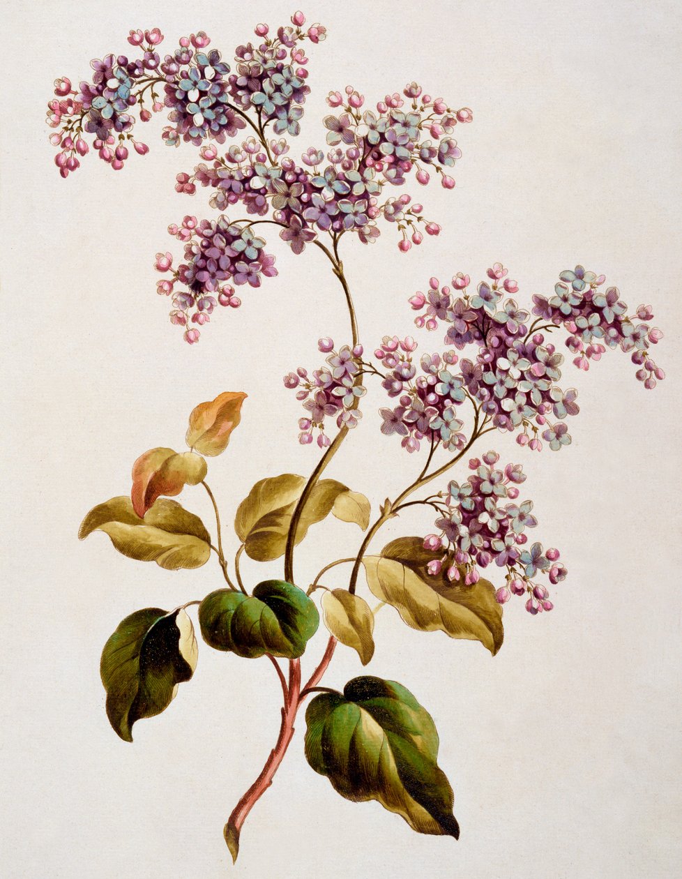 Lilas écossais, publié en 1793 - John Edwards