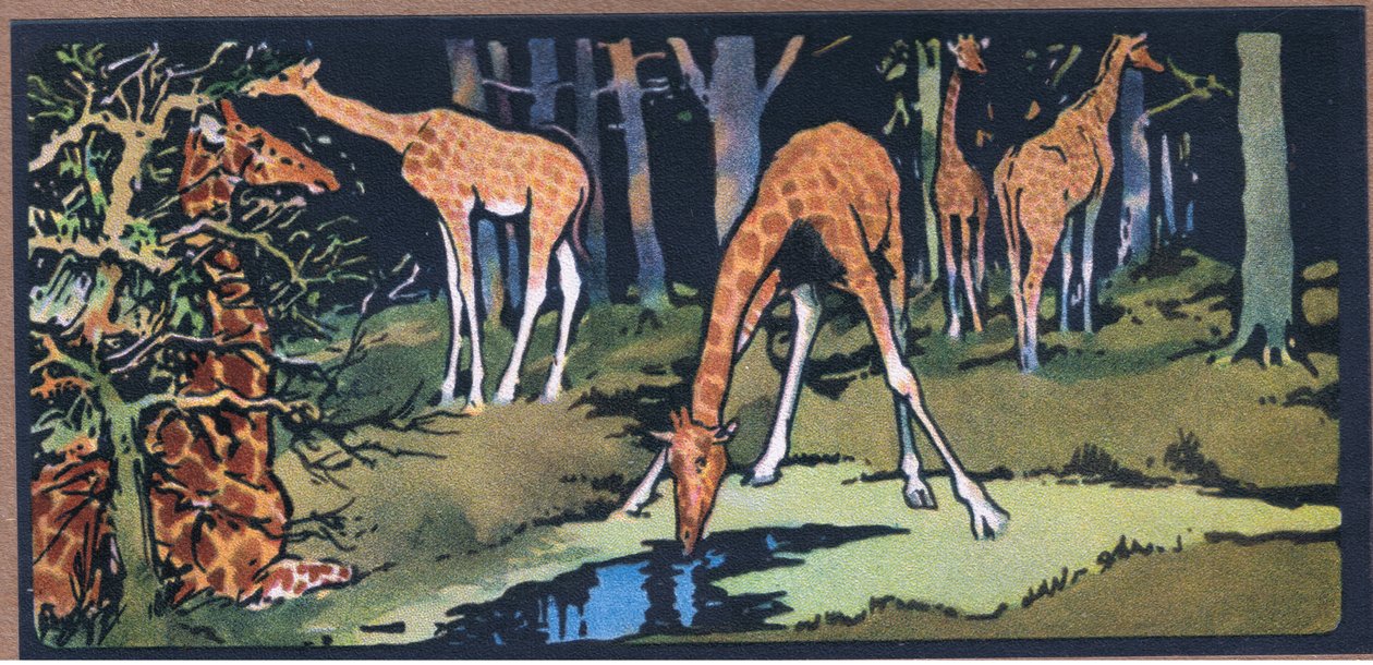 Girafe - John Edwin Noble