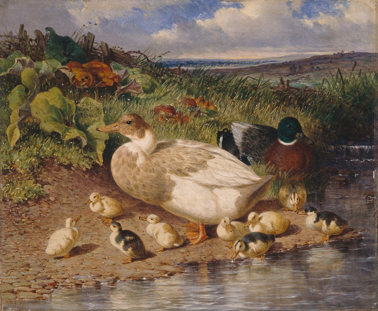 Canards près d