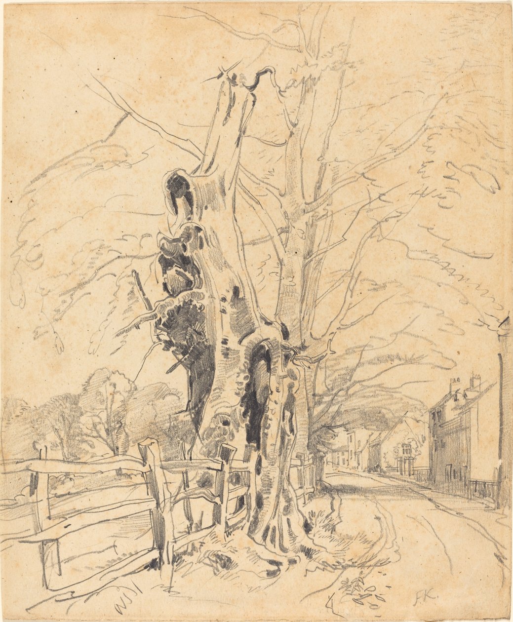 Arbres près d
