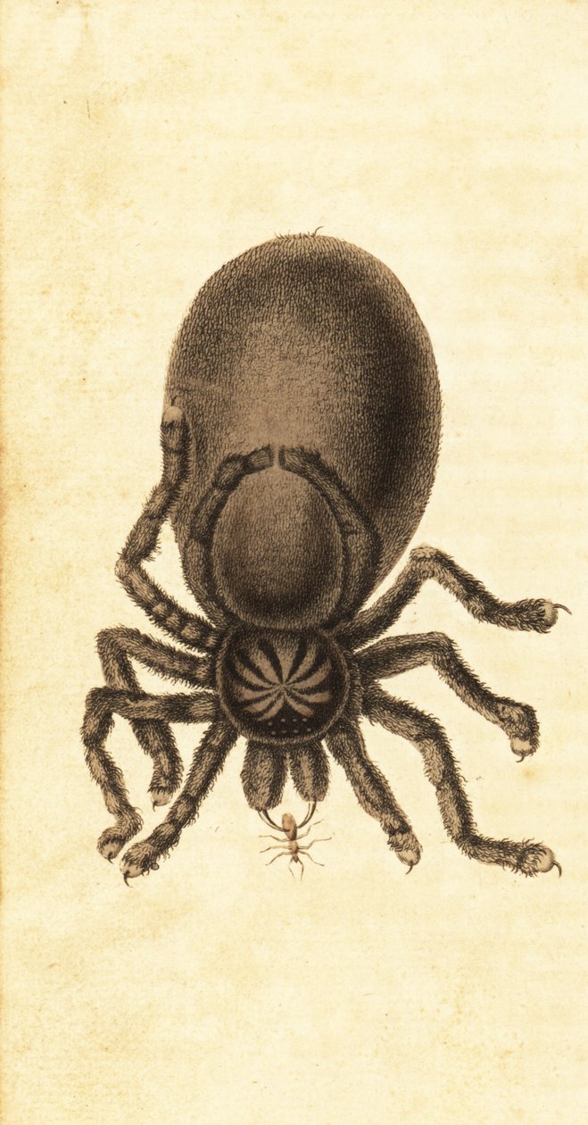 Tarantule à orteils roses, Avicularia avicularia (gravure) - John Gabriel Stedman