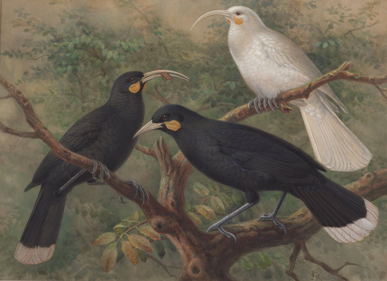 Trois Huia (Heteralocha acutirostris) - John Gerrard Keulemans