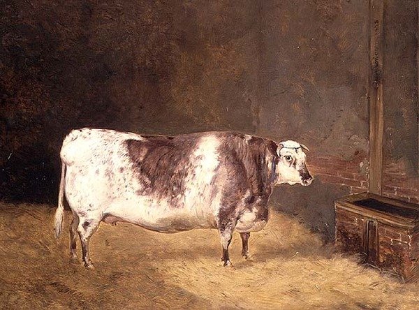 Vache Shorthorn - John Goode