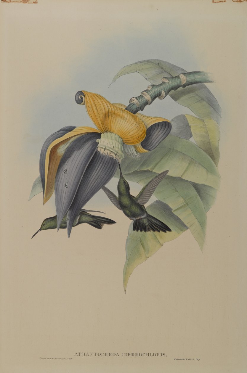 Aphantochroa Cirrhochloris: Colibri sombre - John Gould