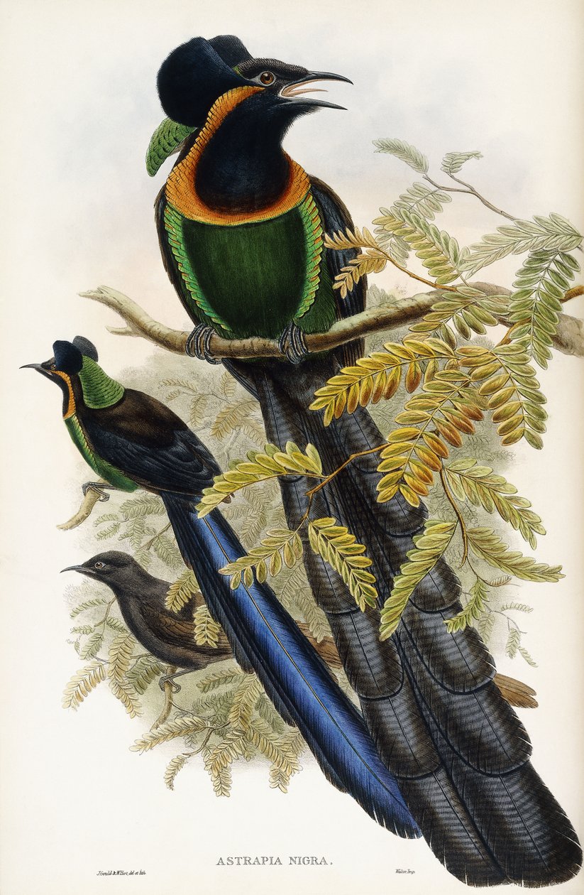 Astrapia d