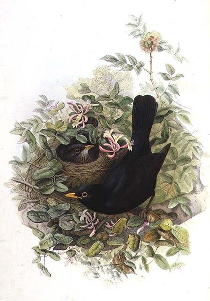 Merle - John Gould