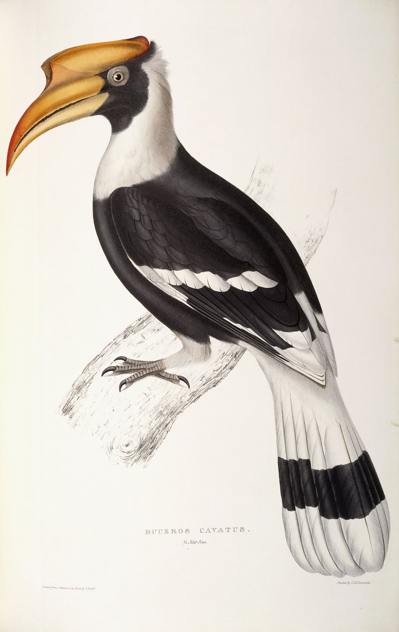 Buceros Cavatus - John Gould