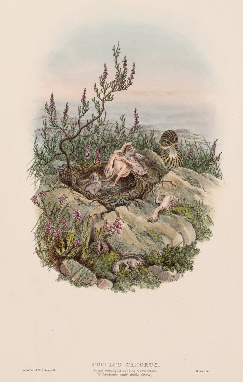 Cuculus Canorus - John Gould