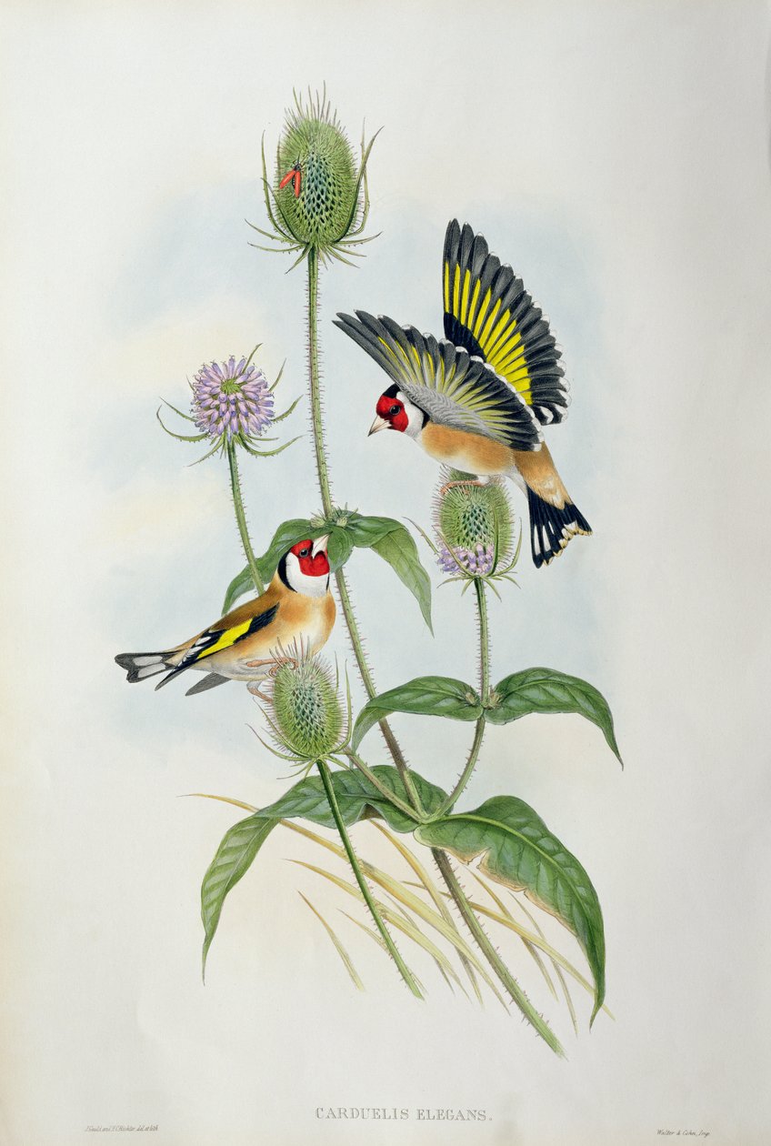 Chardonneret élégant (Carduelis Elegans) - John Gould