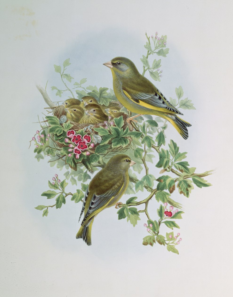 Verdier - John Gould