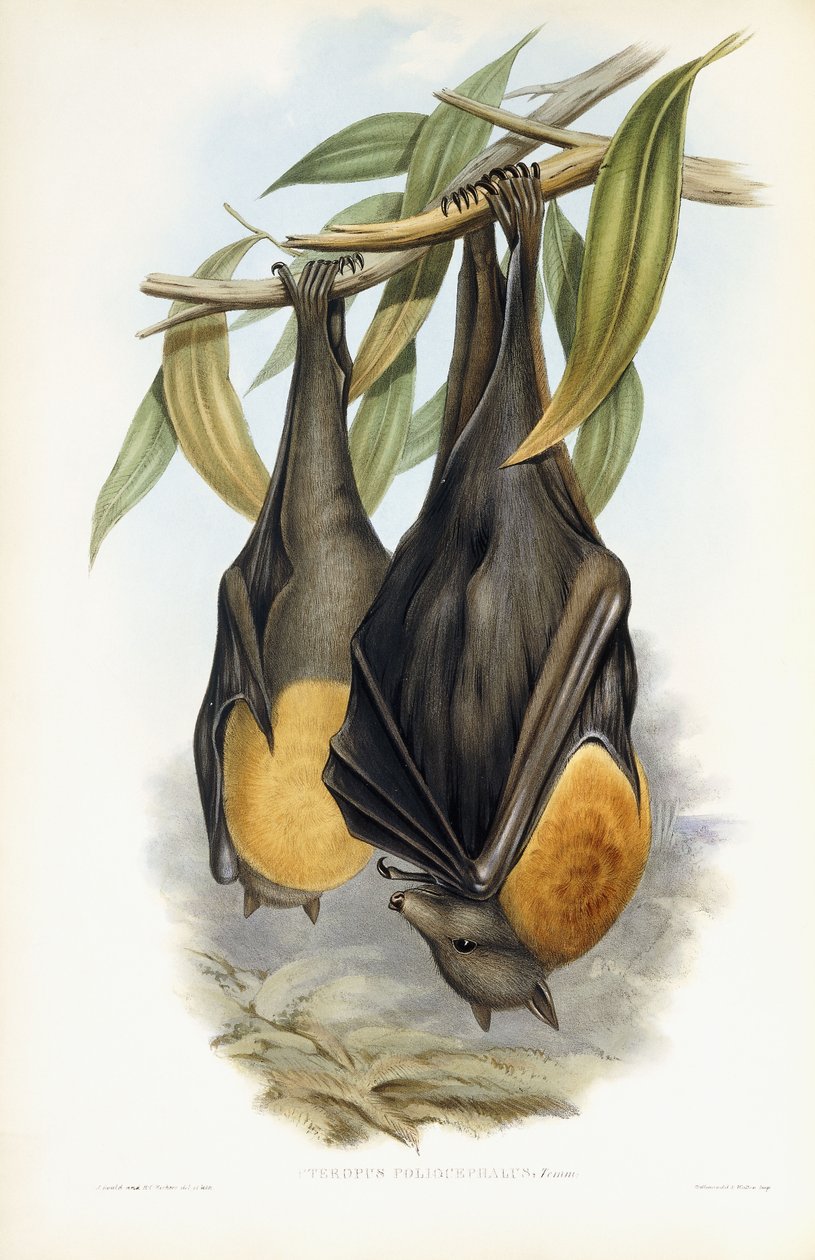 Renard volant à tête grise - John Gould