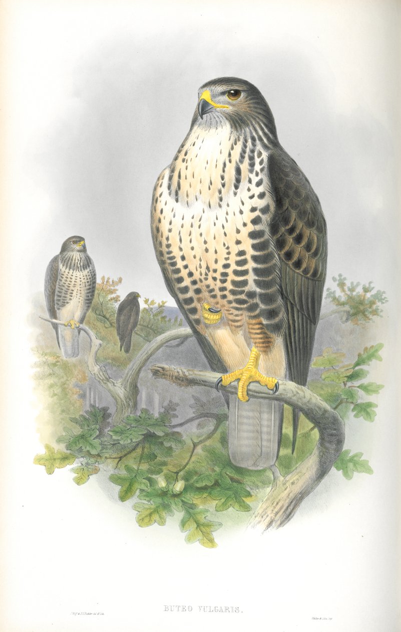 Illustration de la Buse variable - John Gould