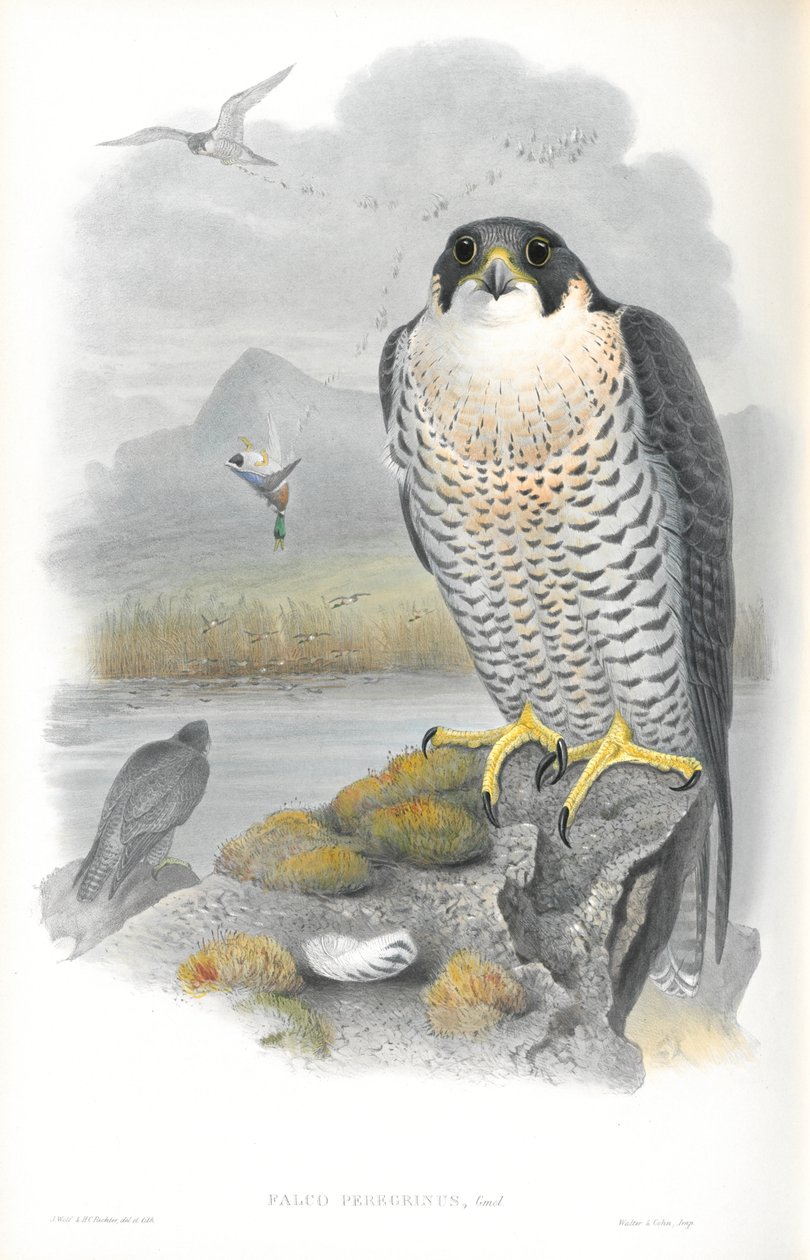 Illustration du Faucon pèlerin - John Gould