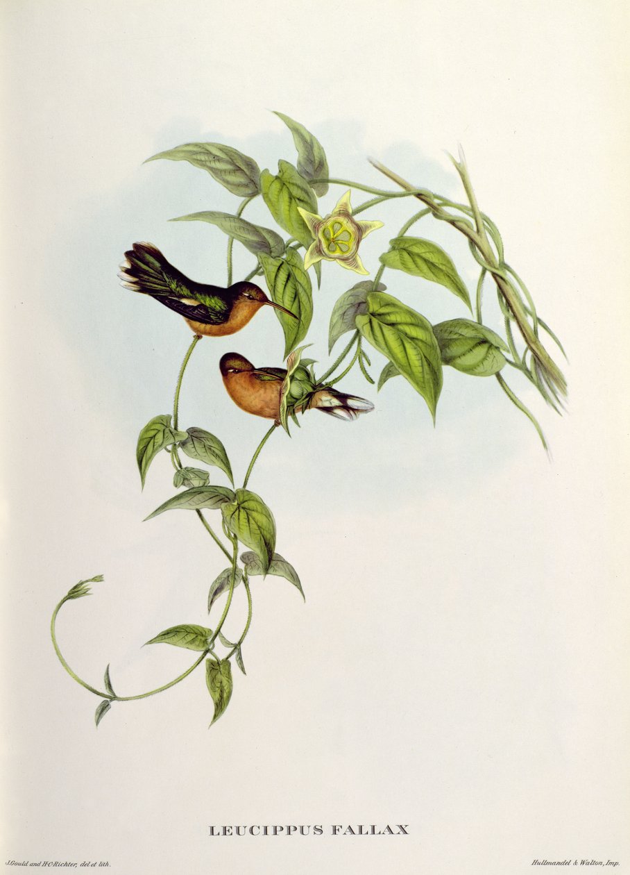 Leucippus Fallax - John Gould