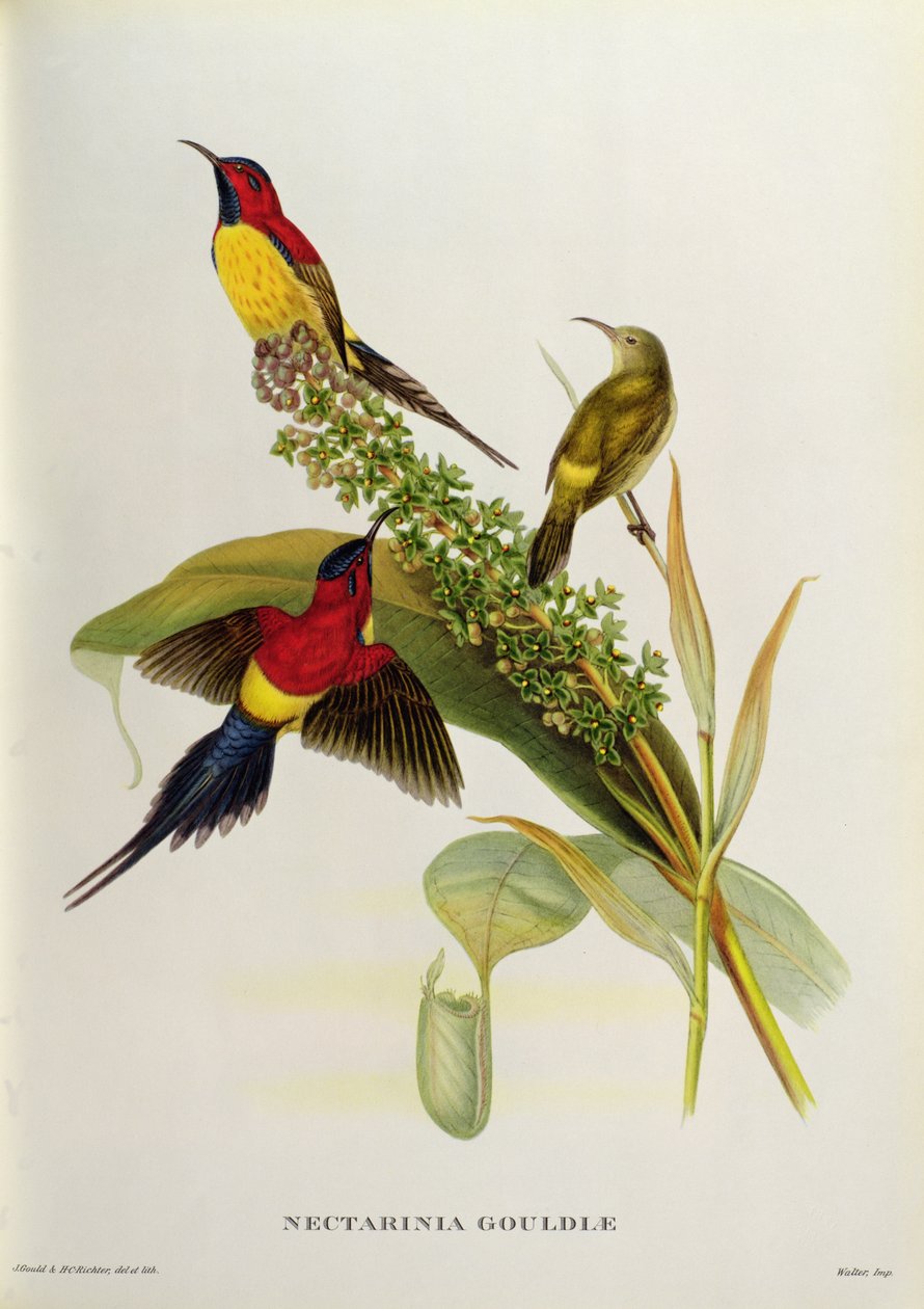 Nectarinia Gouldae de 