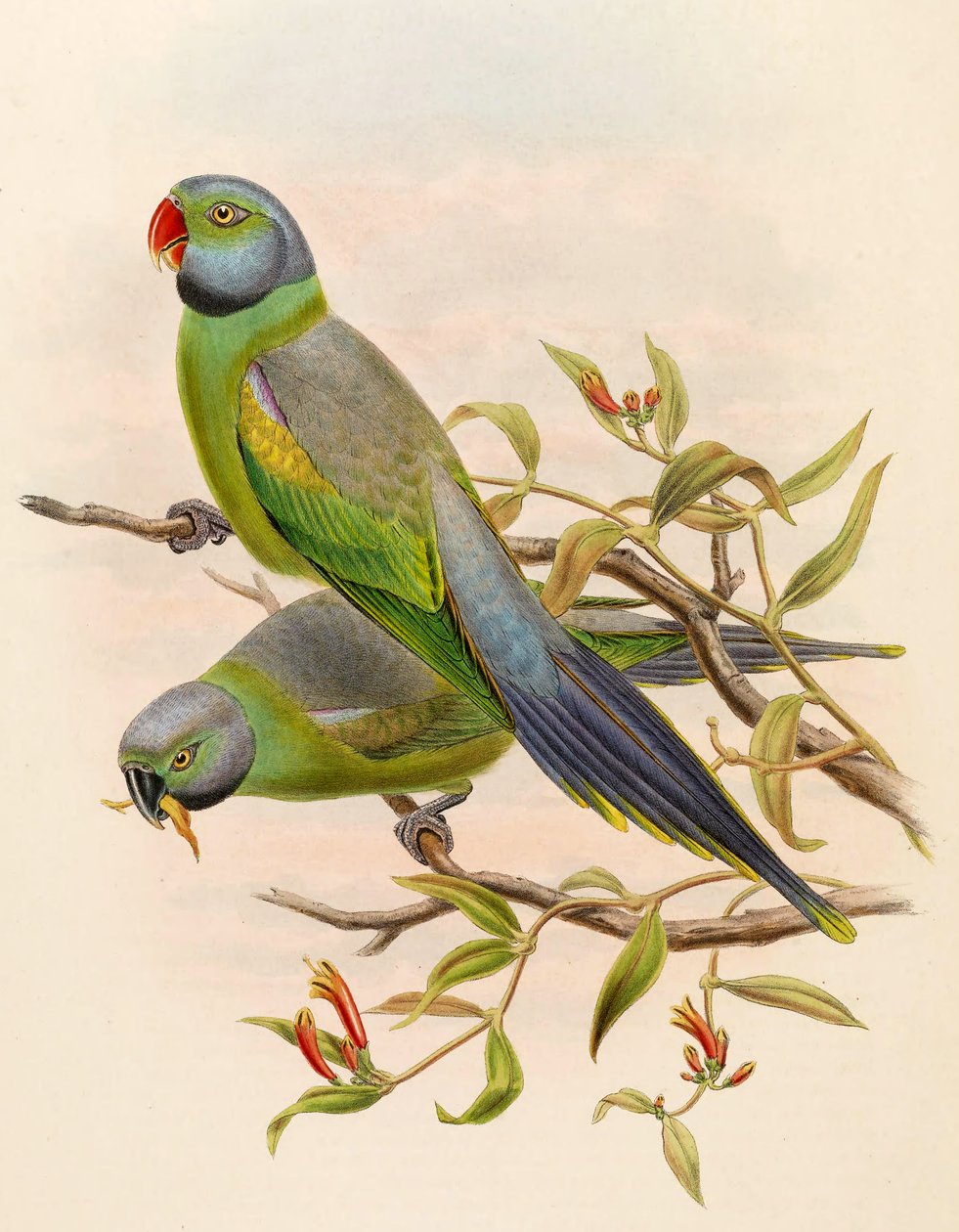 Palaeornis calthropae = Psittacula calthropae - John Gould
