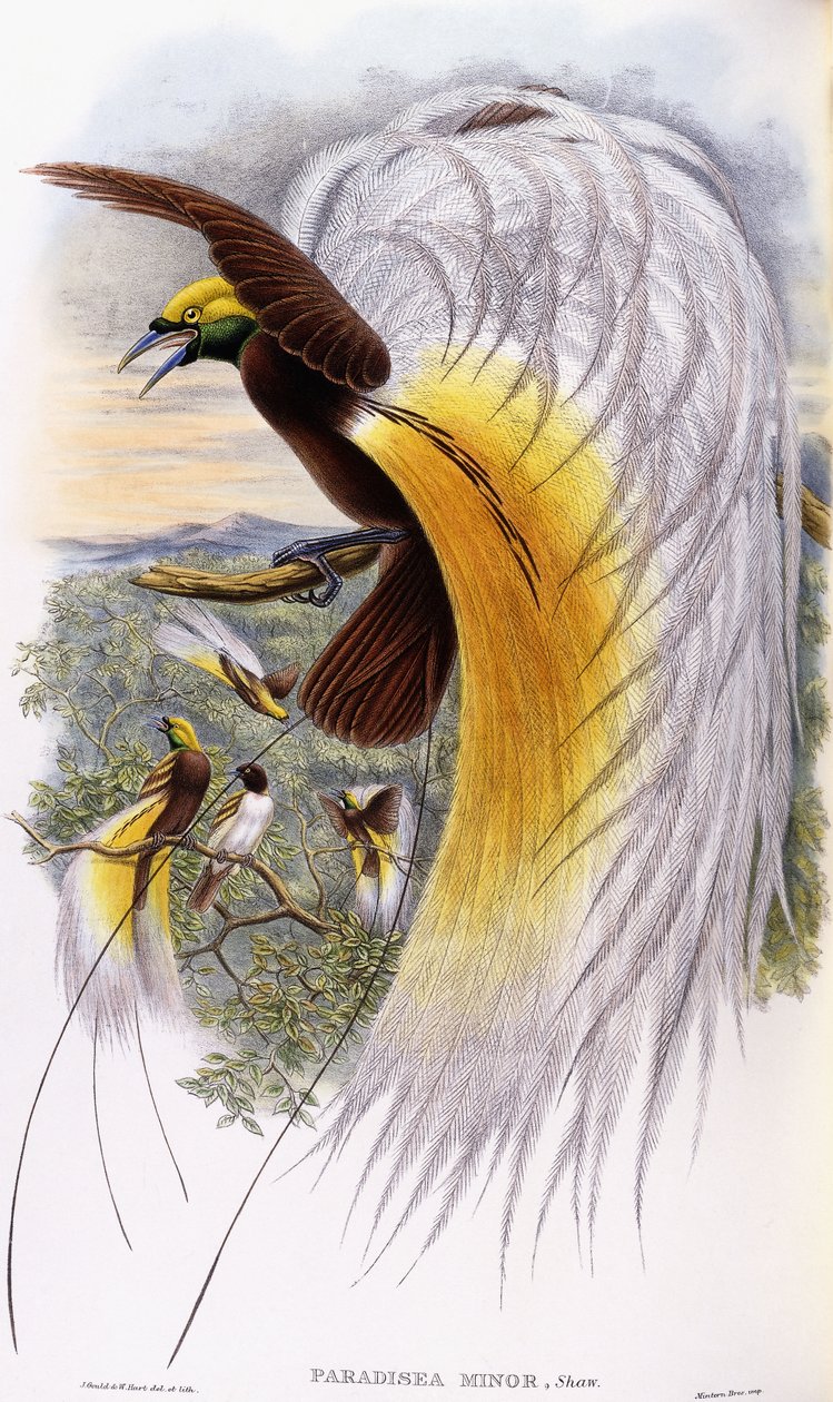 Paradisaea Minor - John Gould