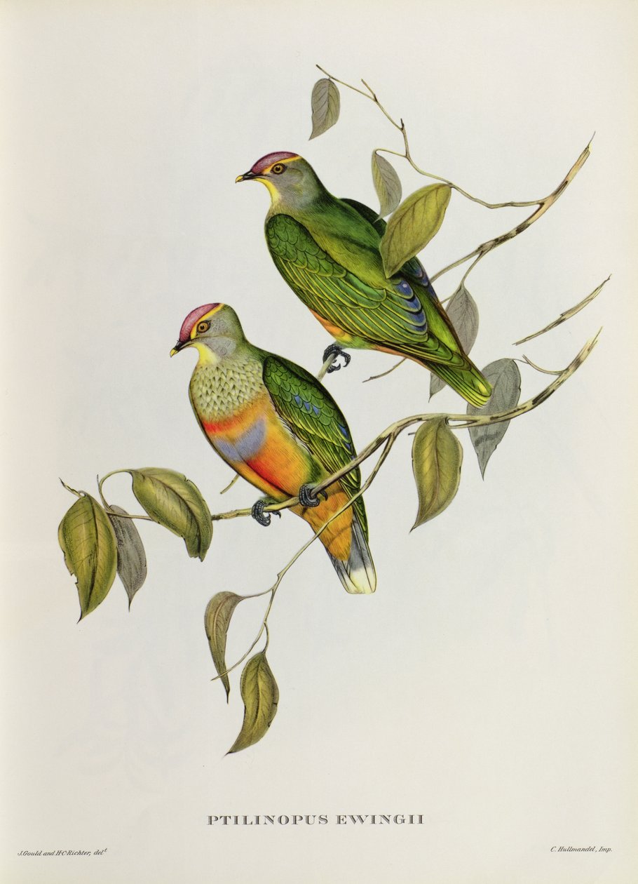 Ptilinopus Ewingii - John Gould